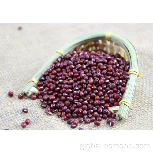 China Small Red Bean Nutritional Manufactory